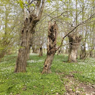 Frühblüherwanderung im Jassewitzer Busch