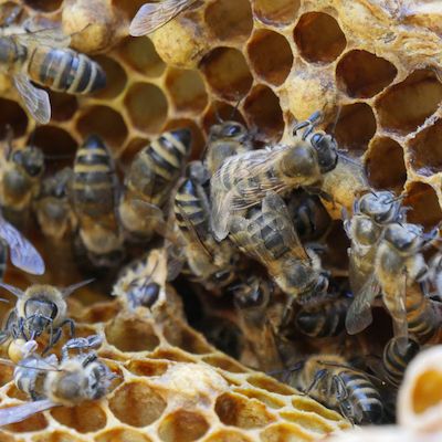Eröffnung der Bienenwagen-Saison im Zoo Rostock