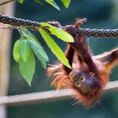 Tage des Artenschutzes und der Biodiversität im Zoo Rostock