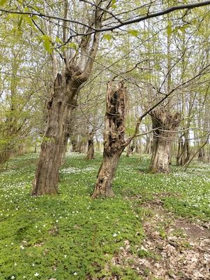 Frühblüherwanderung im Jassewitzer Busch
