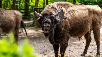Sonntagsführung im Zoo Rostock