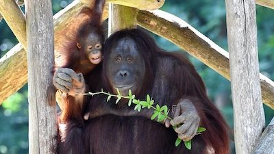 Orang-Utan-Tag im Zoo Rostock
