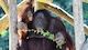 Orang-Utan-Tag im Zoo Rostock