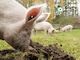 Arbeitstag im Land der Tiere