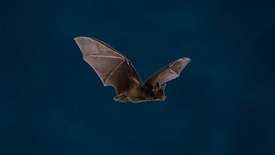 Fledermaus-Nacht im Zoo Rostock