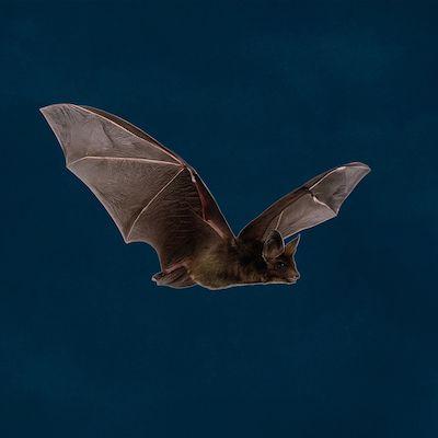 Fledermaus-Nacht im Zoo Rostock